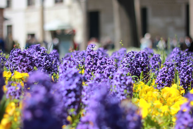 fleur-jardin-topkapi